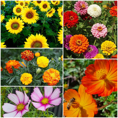 Bee Kind Australia - I Love You - Flower Seeds: 0.5 Gram
