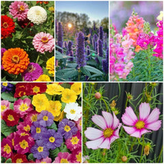 Bee Kind Australia - Bee Kind Mix - Wildflower Seeds: 0.5 Gram