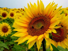 Bee Kind Australia - You are my Sunshine - Sunflower Seeds: 1 Gram