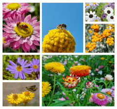 Bee Kind Australia - Happy Birthday Beeautiful - Australian Flower Seeds: 0.5 Gram