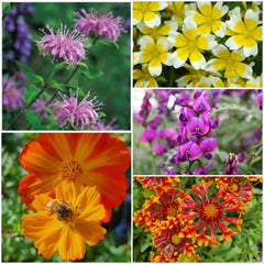 Bee Kind Australia - Bee Kind Mix - Wildflower Seeds: 0.5 Gram